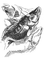 32. Н. Купреянов. «Осетры». Перо, тушь.