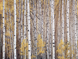 Фотографии Кристофера Беркетта. Осинник. Колорадо, США