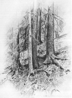 14. Н. Н. Хохряков. Зарисовка. Карандаш 14. Н. Н. Хохряков. Зарисовка. Карандаш