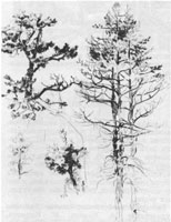 2. Д. Кардовский. Зарисовка «Сосны». Карандаш 2. Д. Кардовский. Зарисовка «Сосны». Карандаш